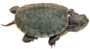 Telegram sticker 🐢 Turtle PACK