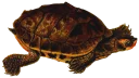 Telegram sticker 🐢 Turtle PACK