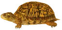 Telegram sticker 🐢 Turtle PACK