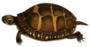 Telegram sticker 🐢 Turtle PACK