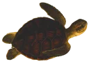Telegram sticker 🐢 Turtle PACK