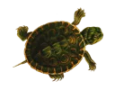 Telegram sticker 🐢 Turtle PACK