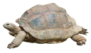 Sticker 🐢 Turtle PACK