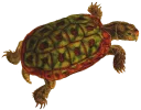 Video sticker 🐢 Turtle PACK