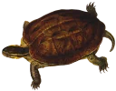 Video sticker 🐢 Turtle PACK