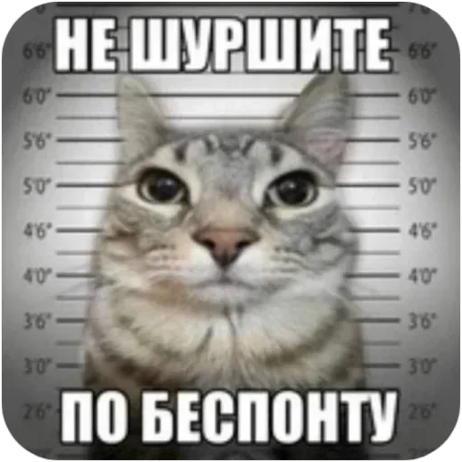 Telegram sticker 🐱 @sticksbb <— больше стиков💓💘💞