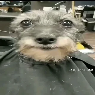 Video sticker 😐 Temp1