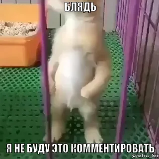 Video sticker 🤬 Для важных переговоров :: @fStikBot