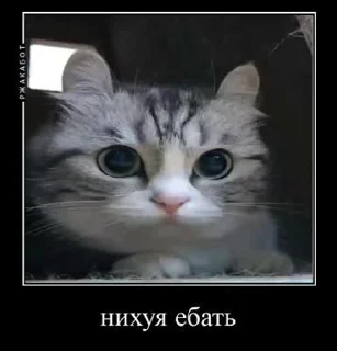 Video sticker 😮 Для важных переговоров :: @fStikBot
