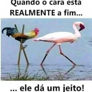 Telegram sticker 🐦 666 SAM MÍDIAS 999