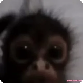 Video sticker 🌟 бібізянки :: @fStikBot