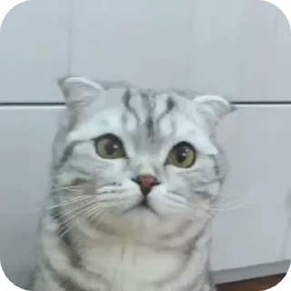 Telegram sticker 😊 Больше стиков тут: @stikery4