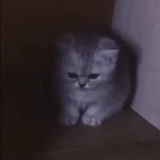 Video sticker 😔 fuckingdrugaddict :: @fStikBot
