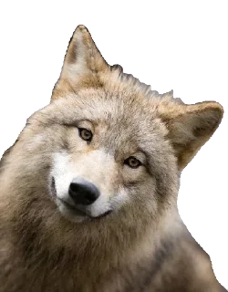 Telegram sticker 😄 @Animals_are_our_friends 🐶 — @stckrRobot