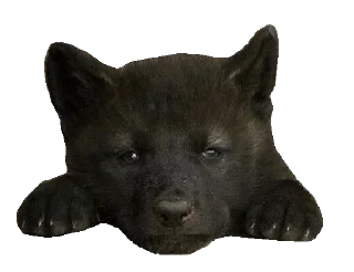 Telegram sticker 😎 @Animals_are_our_friends 🐶 — @stckrRobot