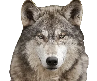 Telegram sticker 😶 @Animals_are_our_friends 🐶 — @stckrRobot