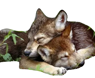 Telegram sticker 😴 @Animals_are_our_friends 🐶 — @stckrRobot