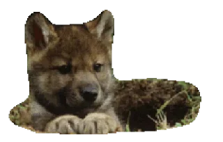 Telegram sticker 😋 @Animals_are_our_friends 🐶 — @stckrRobot