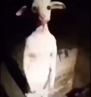 Video sticker 😳 حـك @QBBTY