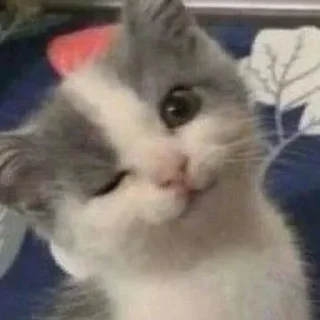 Video sticker 🤯 Chukariki 2