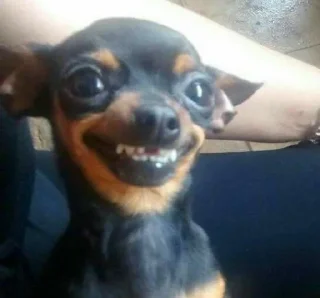 Sticker 😁 Dogs cute ( @Aestelar )