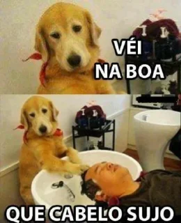 Video sticker 🤣 Dogs cute ( @Aestelar )