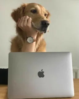 Telegram sticker 🐶 Dogs cute ( @Aestelar )