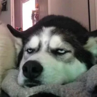 Telegram sticker 😑 Dogs cute ( @Aestelar )