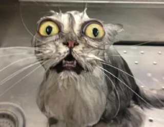 Telegram sticker 👀 Dogs cute ( @Aestelar )