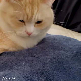 Video sticker 😴 Bunny's V5 ( Srizz)