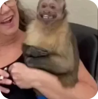 Video sticker 🐵 Luci