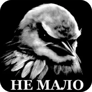 Telegram sticker 🐦 Вряд-ли стикеры тут @dahi_404