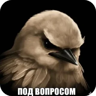 Telegram sticker 🐦 Вряд-ли стикеры тут @dahi_404
