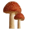 Sticker 🍄 ✧ @emojiabc ✧