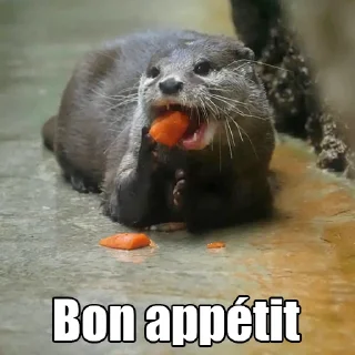 Telegram sticker 🍣 @citatyanimal Выдры