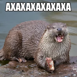 Telegram sticker 😂 @citatyanimal Выдры