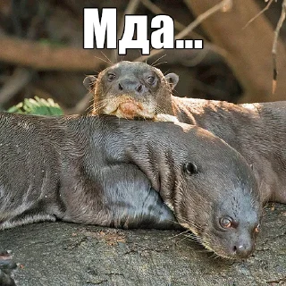 Telegram sticker 😒 @citatyanimal Выдры