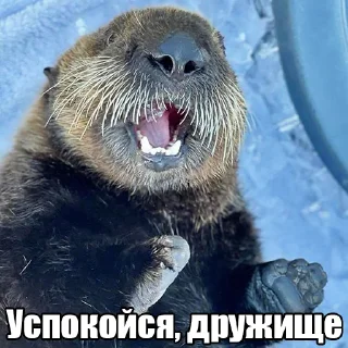 Telegram sticker 🤫 @citatyanimal Выдры