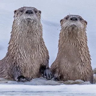 Telegram sticker 😐 @citatyanimal Выдры