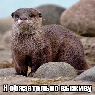 Sticker 😞 @citatyanimal Выдры