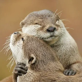 Video sticker 🤗 @citatyanimal Выдры