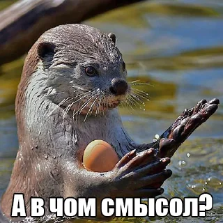Video sticker 🤔 @citatyanimal Выдры