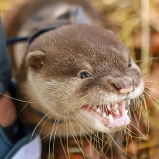 Video sticker 😡 @citatyanimal Выдры