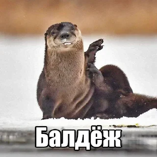 Telegram sticker ☺️ @citatyanimal Выдры