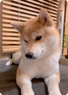 Video sticker 🌟 Random