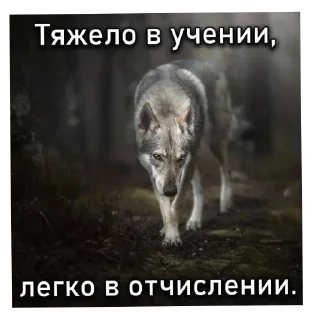 Telegram sticker 🖼 Дебилизм XD
