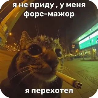 Telegram sticker 🐱 Дебилизм XD