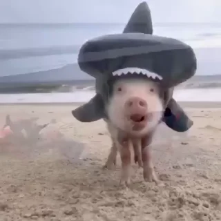 Video sticker 🦈 Lsq pig