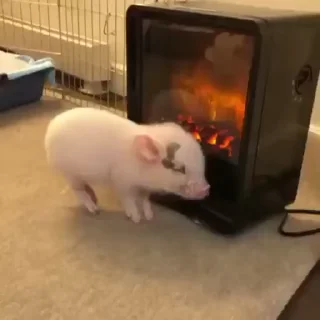 Video sticker 🥵 Lsq pig