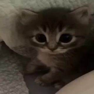 Video sticker 😳 лал @acsqqqqqq